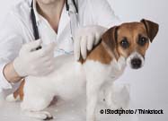 Pet Vaccine
