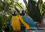 Parrot