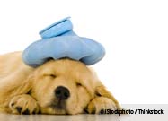 Pet Illness Treatment