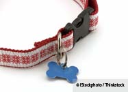 Pet Tag