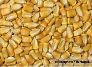 Corn