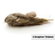 Hairball