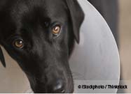 Dog Neutering