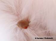 Tick