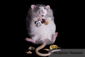 Obese Rat