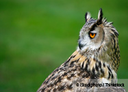 Owls Spin Heads