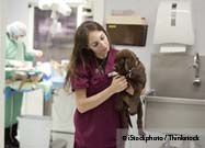 Veterinary Medicine