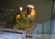 Baby