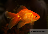 Goldfish