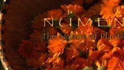 Documentary: Numen