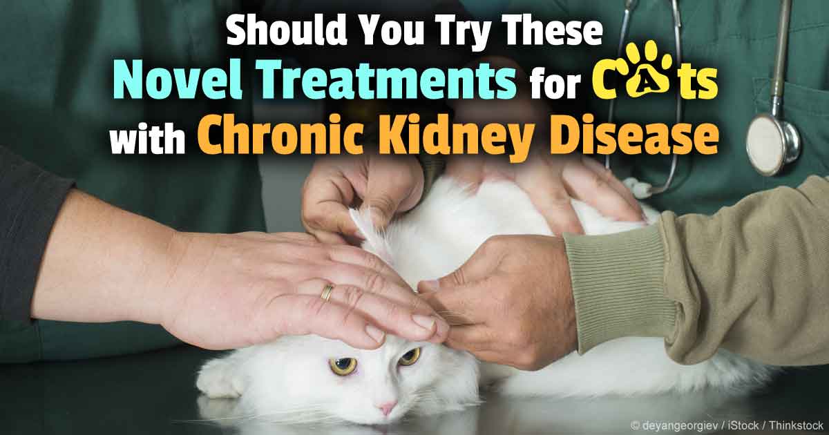 What are the stages of kidney disease in cats?