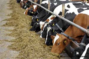 What the FDA Knew (and Hid) About Antibiotics in Animal Feed