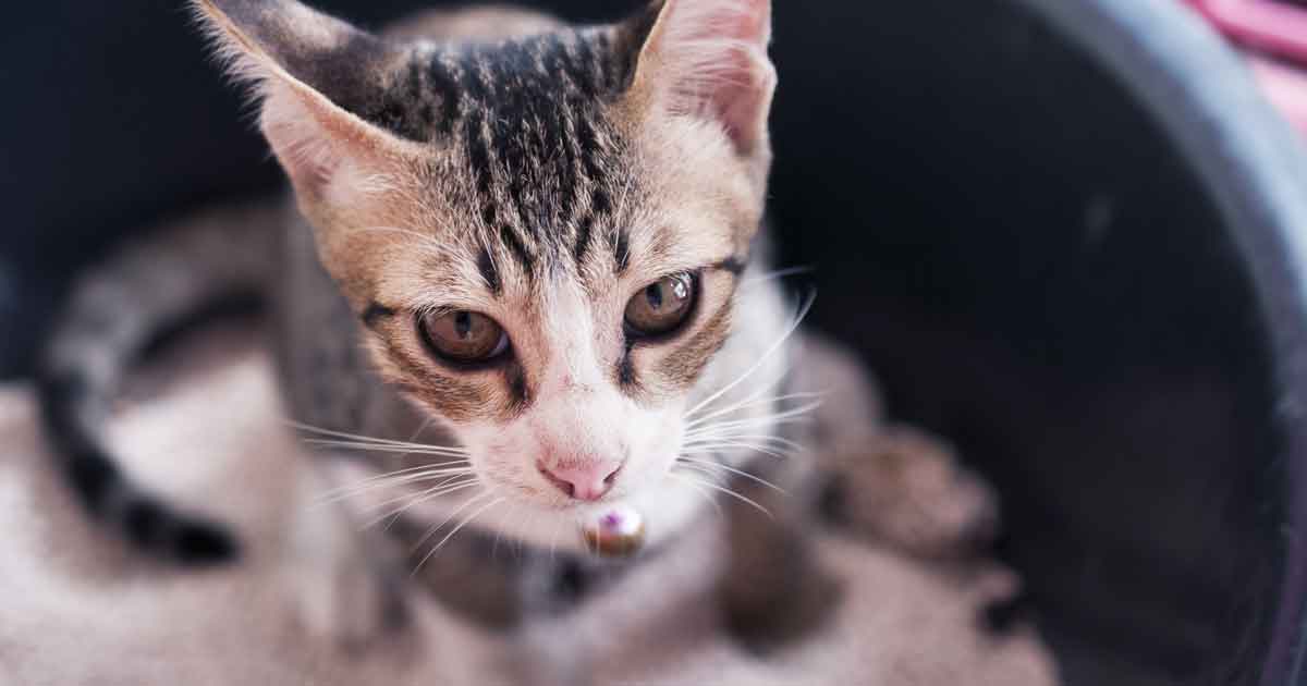 What are some natural cures for cats with cystitis?