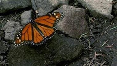 American Agriculture May Eradicate the Monarch Butterfly Unless Swift Action Is Taken