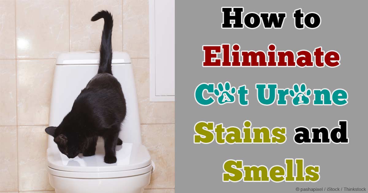 How to get rid of cat urine 