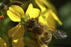 Save Honey Bees