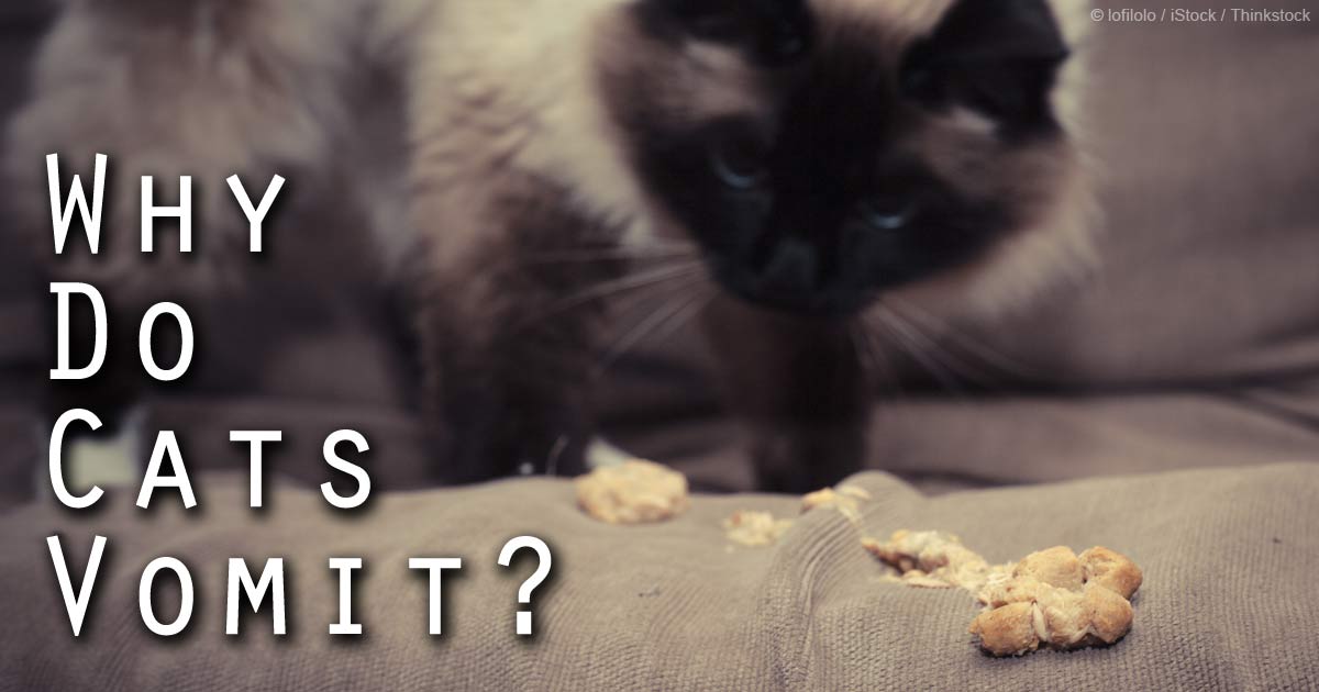 What causes a cat to vomit?