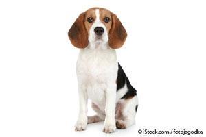 Hechos Sobre los Beagles