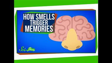 Why Smells Can Trigger Strong Memories
