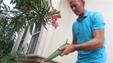 Plants Migrate, Too: On The Trail of Aloe Vera