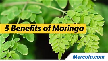 The Many Uses of the Mighty Moringa Tree