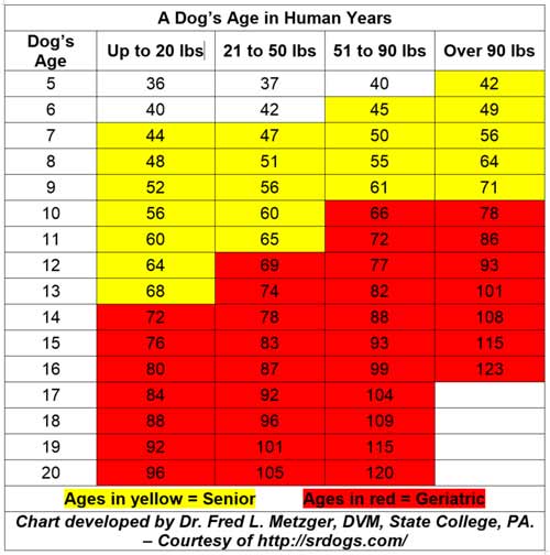 Dog Years And Human Years Chart