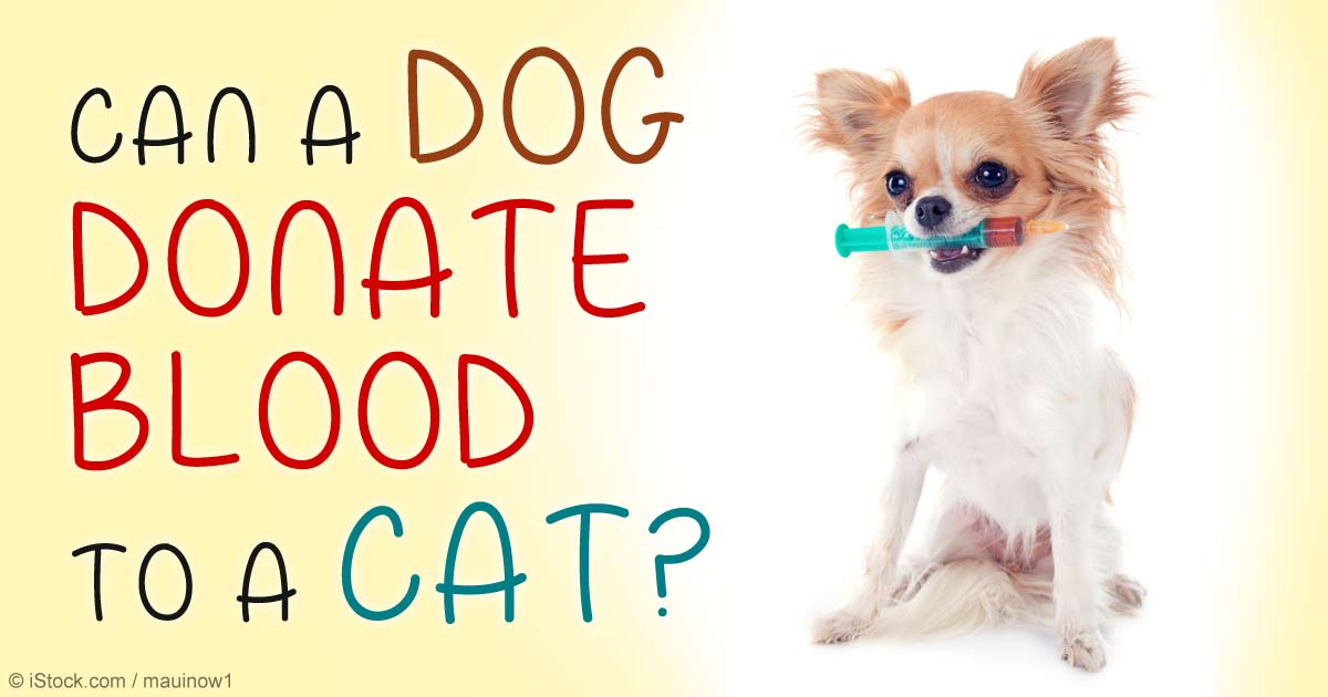 DogtoCat Blood Transfusion Is this Safe for Your Pet?