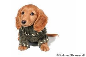 Suéter para Perros