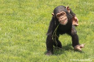 Moda del Chimpancé