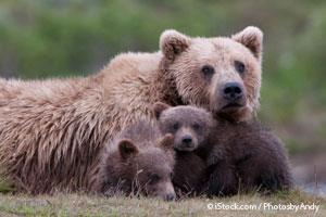 Familia de Osos Grizzly