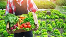 opt for organic foods