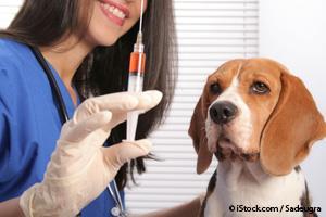 Influenza Canina