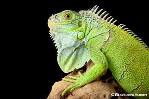 iguana animal exotic