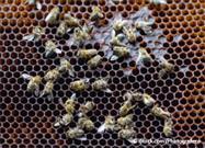 Bees Decline