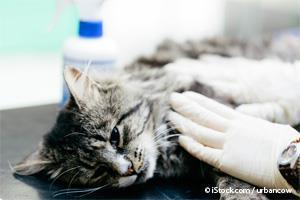 Vacunas Para Gatos