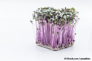 red cabbage sprouts