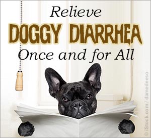 Traiter avec Dog Diarrhée