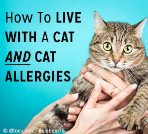 10 races de chats hypoallergéniques