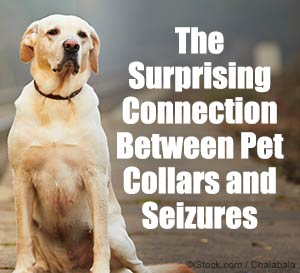 pet seizures and pet dog cat food diet