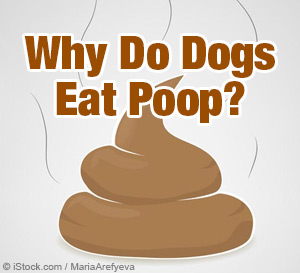 why do dogs eats poop