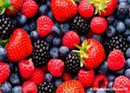 eating berries