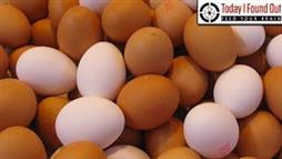 What's the Difference Between Brown and White Eggs?