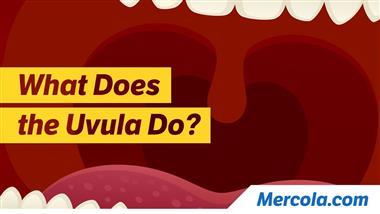 Why Do We Have a Uvula?