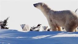 Cachorros de Oso Polar Ven el Sol por Primera Vez