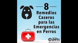 8 Remedios Caseros para las Emergencias en Perros