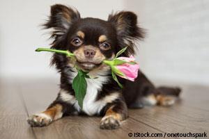 Día de San Valentín con Mascotas
