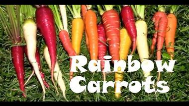 How to Grow Carrots in Colors of the Rainbow
