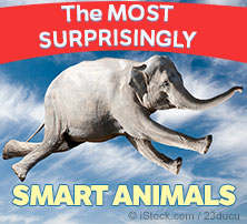 Les animaux les plus étonnamment intelligents