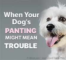 Lorsque vos chiens haletant pourraient signifier des problèmes