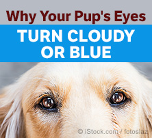 Pourquoi les yeux de vos chiots se révèlent-ils nuageux ou bleus?